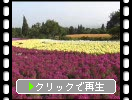 久住・くじゅう花公園の「彩り豊かな花畑」