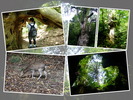 屋久島の巨杉群と動物たち