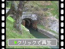 春の大津「横から見た琵琶湖疏水と桜」