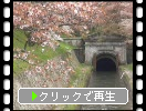 春の大津「琵琶湖疏水と桜並木」
