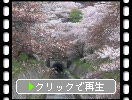 春の大津「正面から見た琵琶湖疏水と桜」
