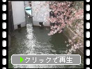 春の大津「琵琶湖疏水の水門群」