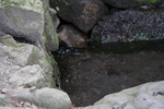 天祖神社の湧き水
