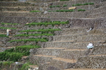 石垣の段々畑と働く人々