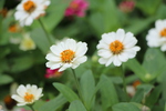 夏の白い花