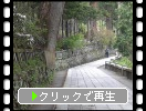 春の榛名神社「参道風情と千本杉」