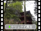 春の榛名神社「三重塔と周辺」
