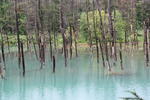 「青い池」の枯木立とさざなみ