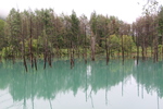 青い池に映る木立の影