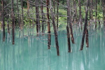 「青い池」と枯れ立木群