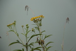黄色い野草花