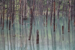 池と枯れ立木林