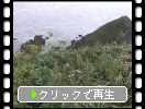 夏の襟裳岬「岩と野草たち」