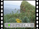 夏の納沙布岬「岬の野草たち」