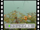 夏の美瑛・青い池「植物たち」