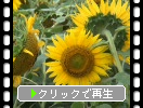 夏のヒマワリ畑（福岡の能古島）