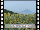 夏の能古島「ひまわり畑と島影」
