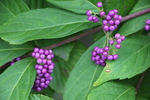 コムラサキシキブ「濃い紫の実たち」