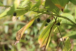 アマドコロの黄葉と実
