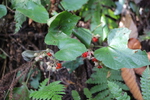 フユイチゴ（冬苺）の赤い実