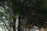 紅葉期の西祖谷・平家屋敷「樹齢約８００年の金木犀」