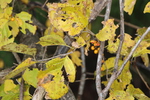 ツルウメドキの黄葉と実