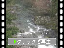 夏の秋保大滝「滝からの渓流とヤマホトトギス」