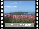 コスモス畑（福岡・能古島）