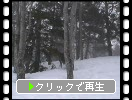 積雪とブナの木