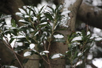 積雪とヤマモモの緑葉