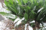 積雪とハランの緑葉