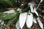 積雪とハランの緑葉