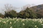 「水仙畑」と博多湾の船