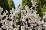 満開のサクランボ（セイヨウミザクラ）の花