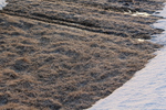 残雪期のサンゴ草群生地