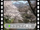 桜の上田城「濠と平和の鐘」