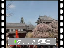 桜の上田城「大手門と櫓群」