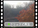 秋の五色沼・毘沙門沼「朝霧と鴨たち」