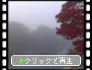秋の五色沼・毘沙門沼「濃い朝霧と楓」