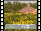 夏の小岩井農場「ひまわり畑」