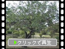 緑葉期の枝垂桜