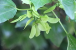 トウカエデ「緑の翼果」