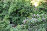 新緑の峡谷とウツギの花