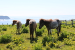 海に面した牧場と馬の家族