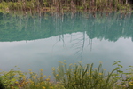 青い池「水面の森影」