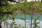 春の美瑛「青い池と森」