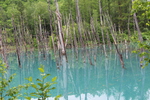 青い池と枯れ木立