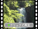 春・新緑期の「奈曽の白滝（白瀑谷）」