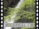 春の西祖谷「琵琶の滝」と楓の新緑