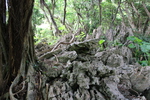 琉球石灰岩と広がる木の根